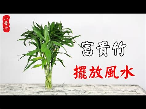 開運竹放陽台|勢如破竹開運法！湯鎮瑋老師教4招：開運竹招財、穢氣退散貴人來